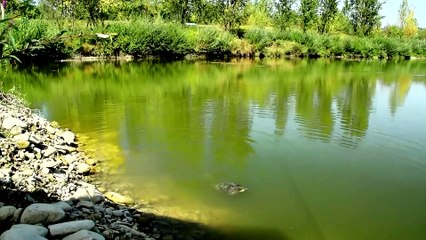 Beautiful nature and wildlife Video