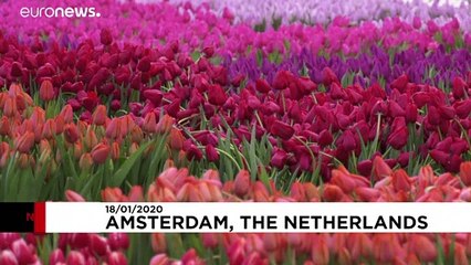 200.000 tulipani ad Amsterdam, per tutti
