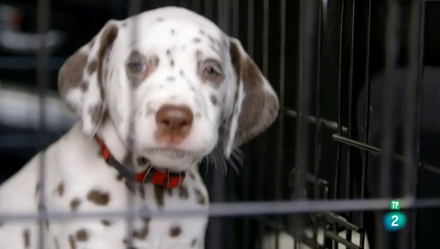 El maravilloso mundo de los cachorros, episodio - CAP 7 - SUPER SENTIDOS - DOCUMENTALES DE ANIMALES - LOS PERROS - CAHORRITOS - ANIMALES FANTASTICOS - ANIMALES PARA NIÑOS - GRANDES DOCUMENTALES - ANIMALES - DOCUMENTALES DE LA 2 - DOCUMENTALES