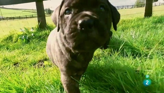 El maravilloso mundo de los cachorros, episodio - CAP 8 - INTELIGENCIA DE CACHORRO - DOCUMENTALES DE ANIMALES - LOS PERROS - CAHORRITOS - ANIMALES FANTASTICOS - ANIMALES PARA NIÑOS - GRANDES DOCUMENTALES - ANIMALES - DOCUMENTALES DE LA 2 - DOCUMENTALES