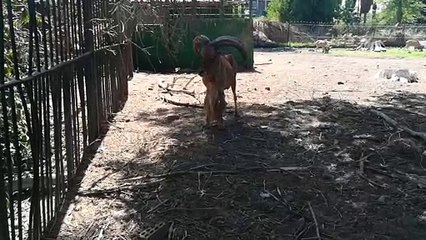 50 Years Old Male Water Defassa Raised In Zoo