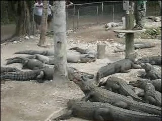 Alligators feeding