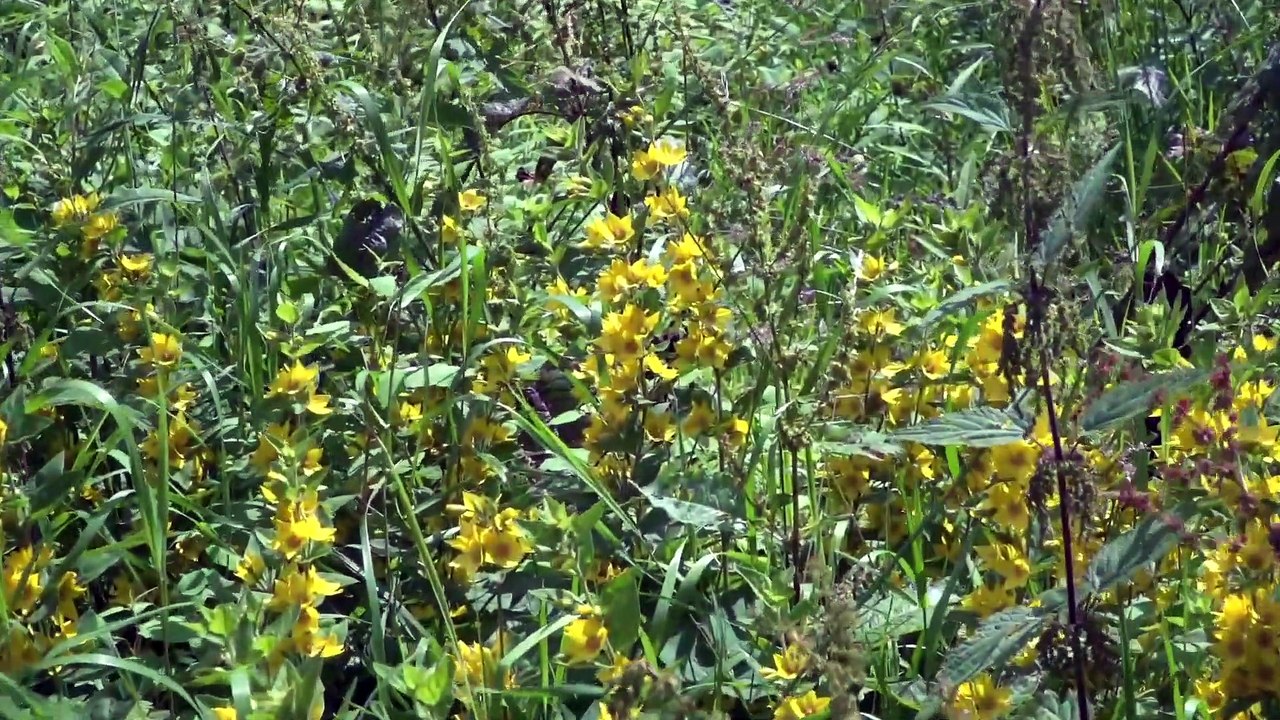15 Ausflugsziele im Schwarzwald!!