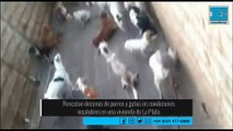 Rescatan decenas de perros y gatos en condiciones insalubres en una vivienda de La Plata