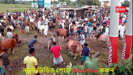 ঈদুল আযহার সেরা চমক বিশ্ব চ্যাম্পিয়ন ব্রাঙ্গাস,