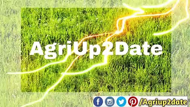 सर्दी में कभी नही सूखेगा तुलसी Tulsi का पौधा have tulsi plant green evergreen