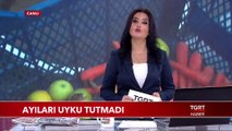 Ayıları Uyku Tutmadı