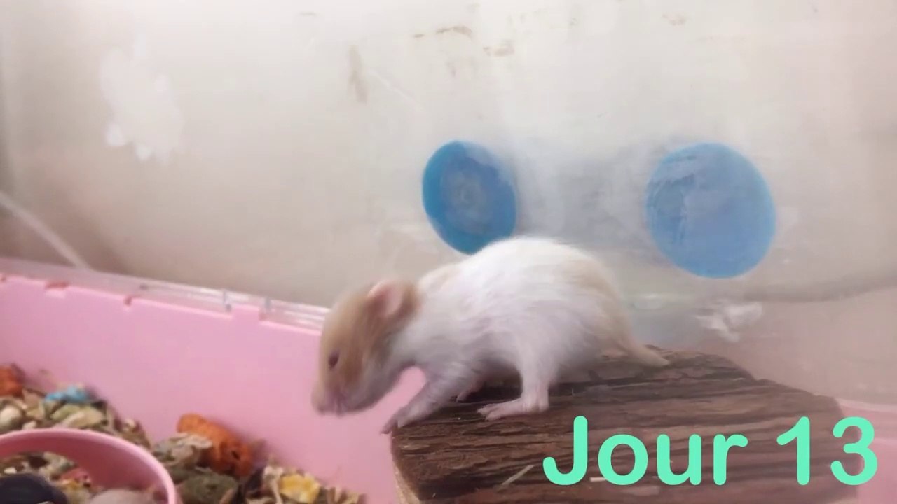 Trop Mignons !! Bebes hamsters de leur naissance a leur sevrage evolution croissance