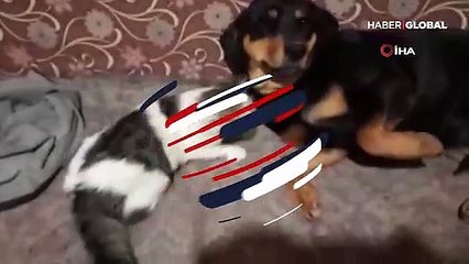 Kedi ile köpeğin hayran bırakan arkadaşlığı