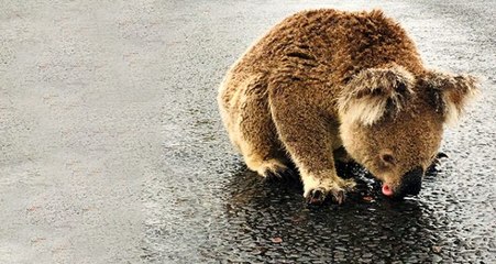 Avustralya'daki yangınlar sonrası yağmur yağdı, koalalar asfalttan su içti