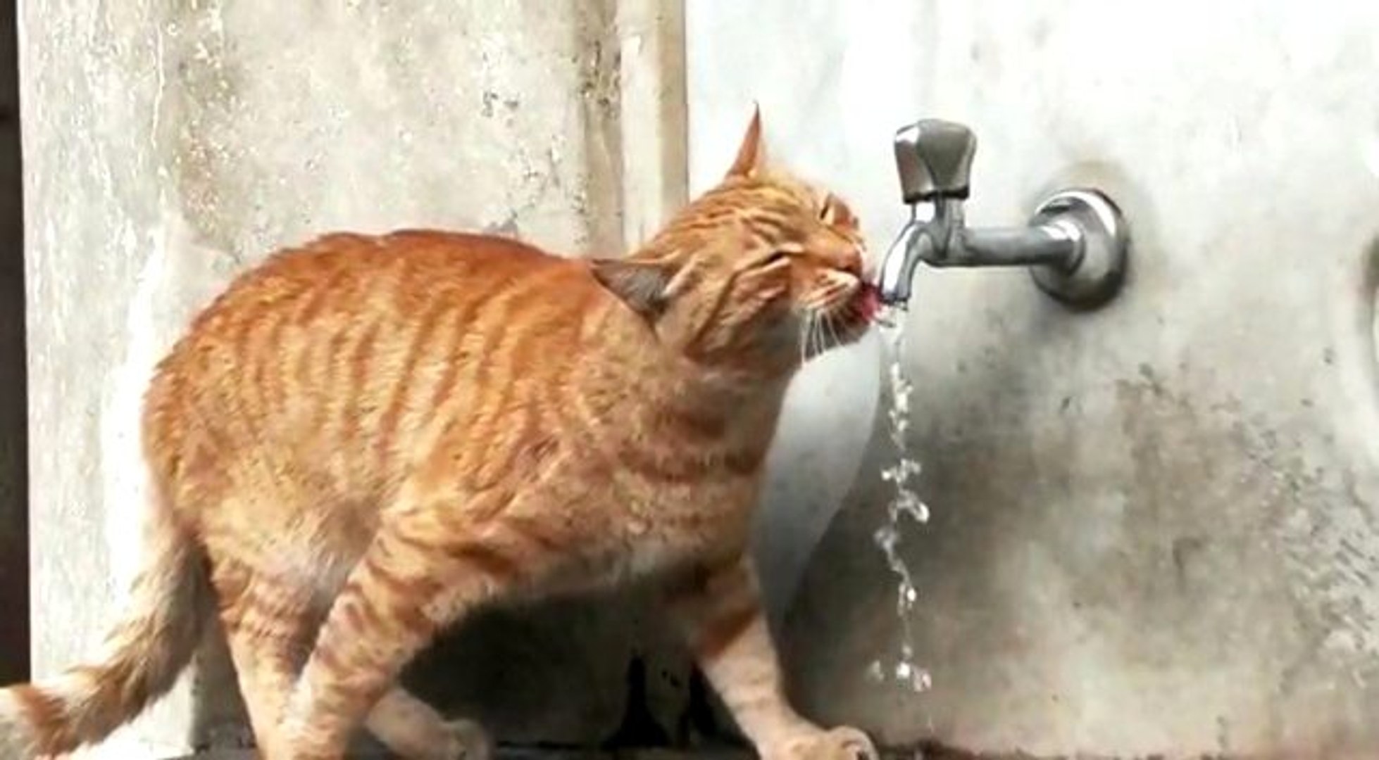 Bu Kedi Cesmeden Baska Hic Bir Yerden Su Icmiyor Dailymotion Video