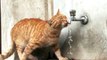 Bu kedi çeşmeden başka hiç bir yerden su içmiyor