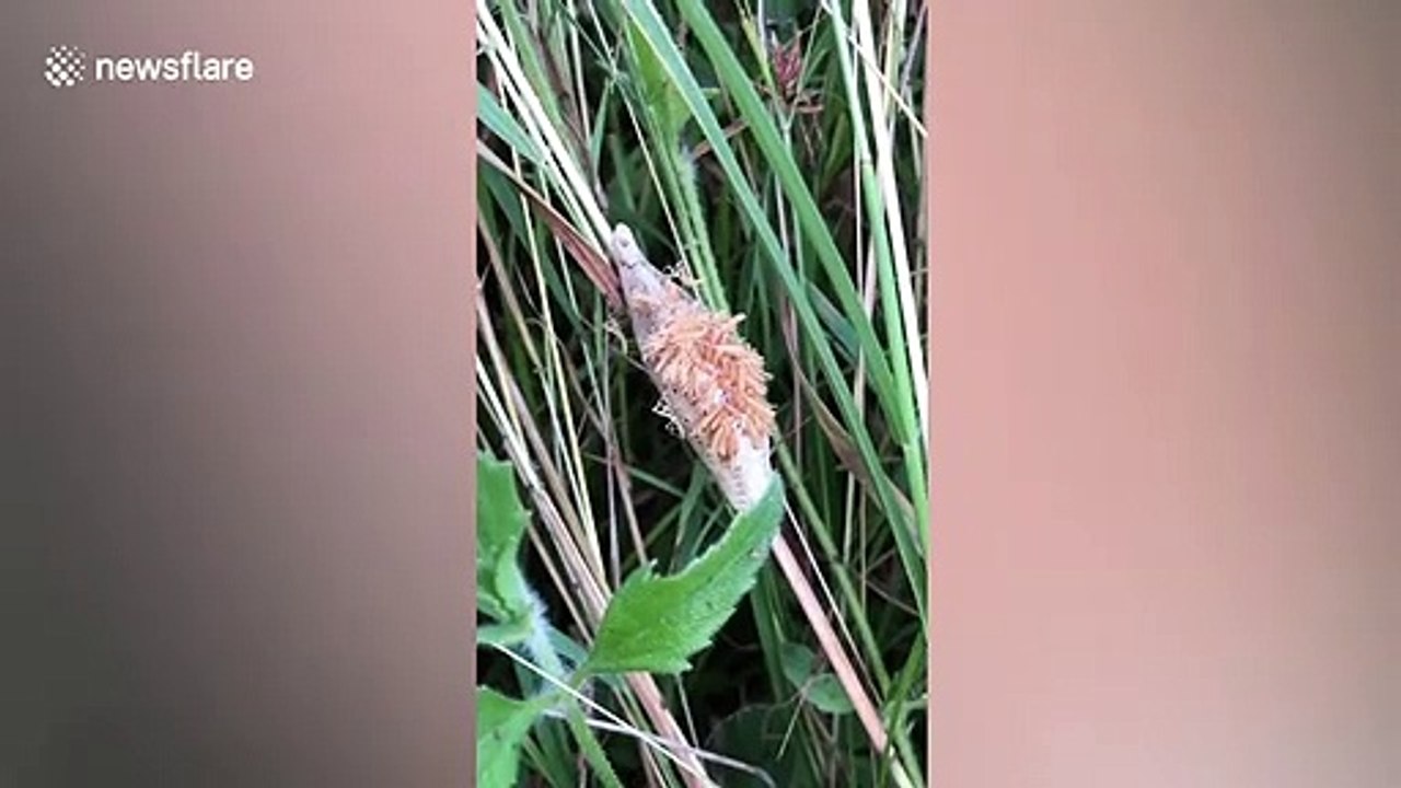 Scores of baby praying mantises hatch in Thailand