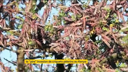 Les cultures du Kenya ravagées par une invasion de criquets