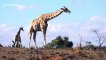 Rare footage shows herbivore giraffe chewing bones of another animal