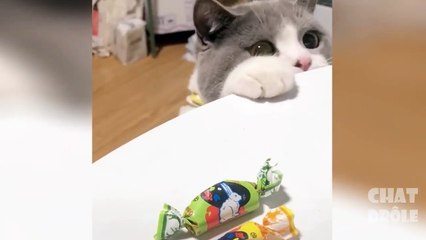 Funny Vine Videos Dailymotion