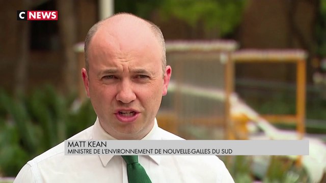 Des pins millénaires sauvés en Australie