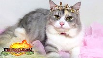 Kitty Purry Online Celebri-Pet | Matanglawin