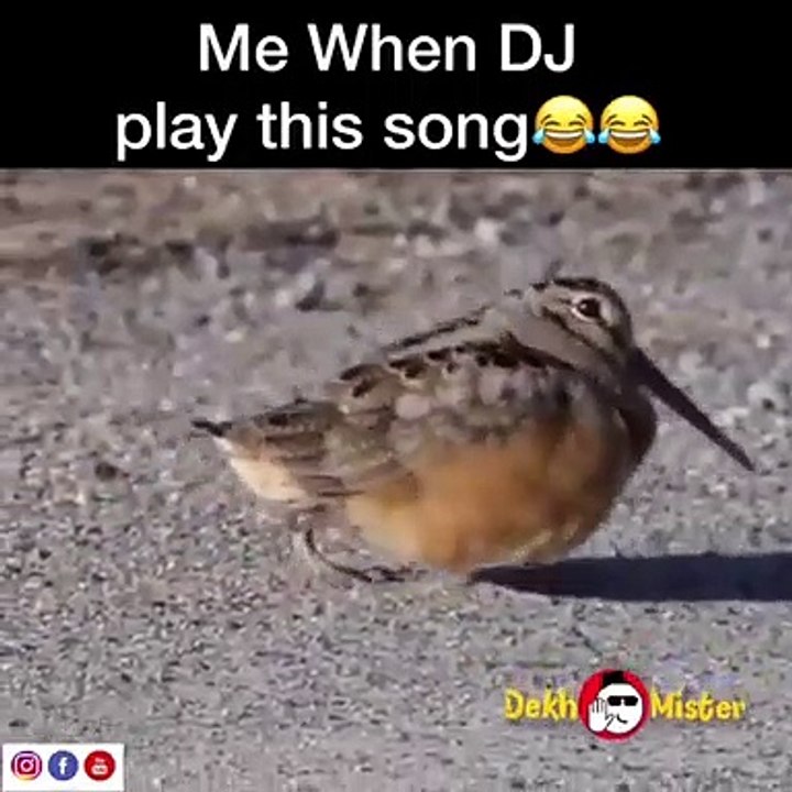 a bird dancing momments