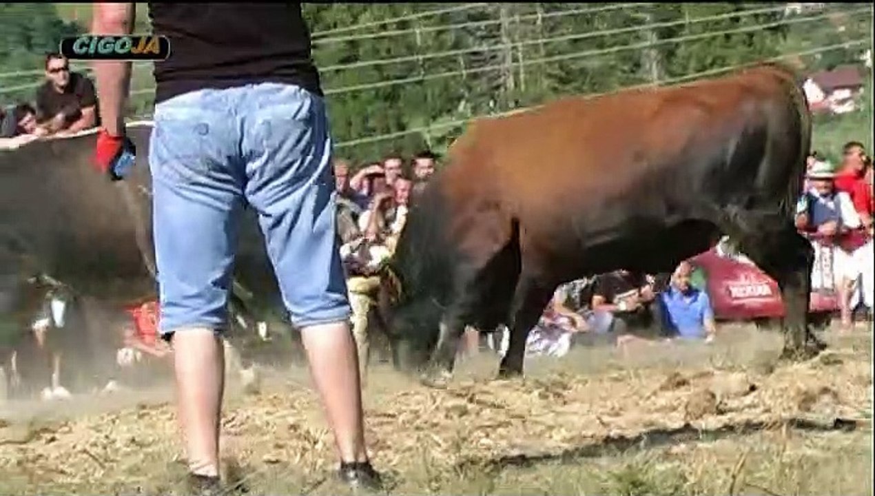 BRIZAN BABAROGA PODBRDO 2019