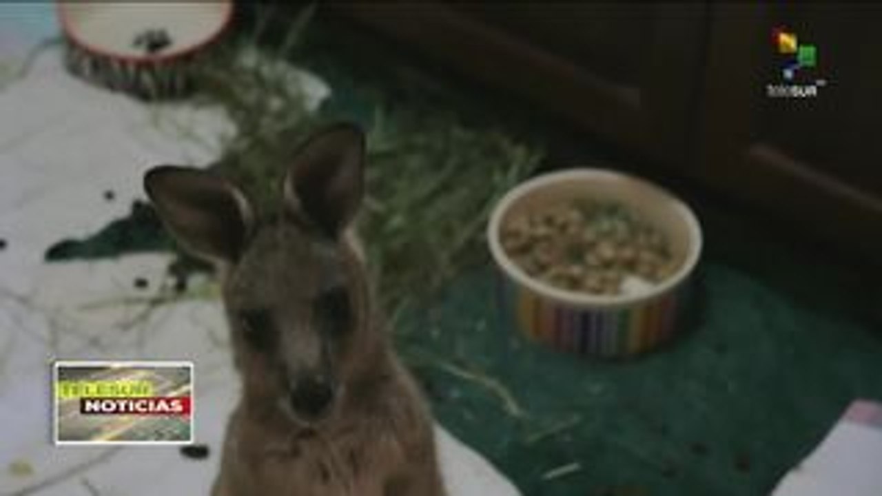 Australia: pese a lluvias, siguen en activo 100 incendios