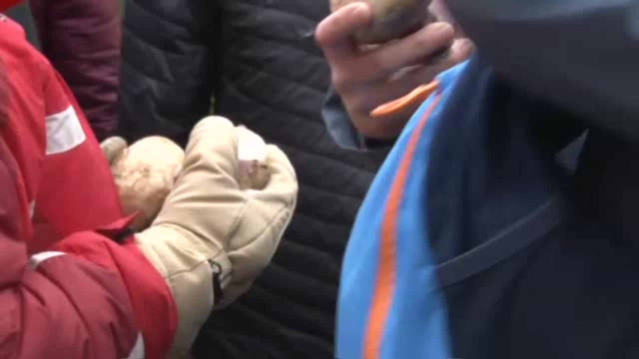 Todo preparado en el Piornal para celebrar el 'Jarramplas'