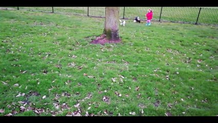 Bugs The Puppy On His First Walk