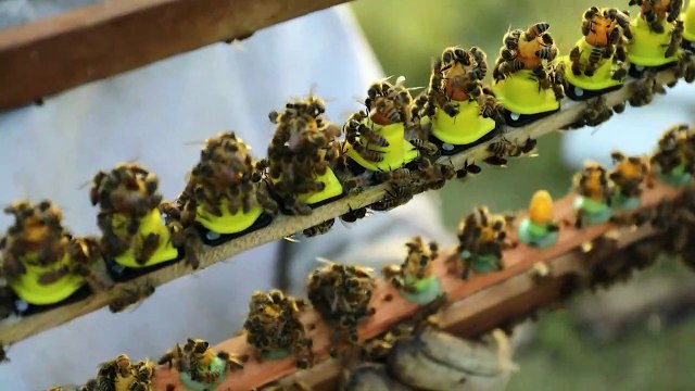 Apicultores en Nicaragua usan abejas reinas para paliar efectos de la sequía