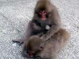 伊豆、波勝崎苑の猿（怒りんぼおサル）Japanese Macaque Monkeys