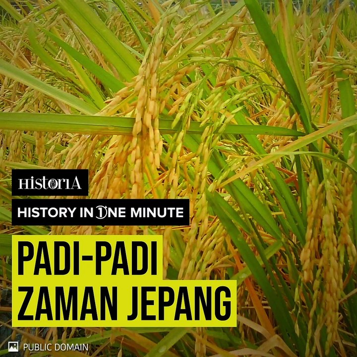 Padi-Padi Zaman Jepang