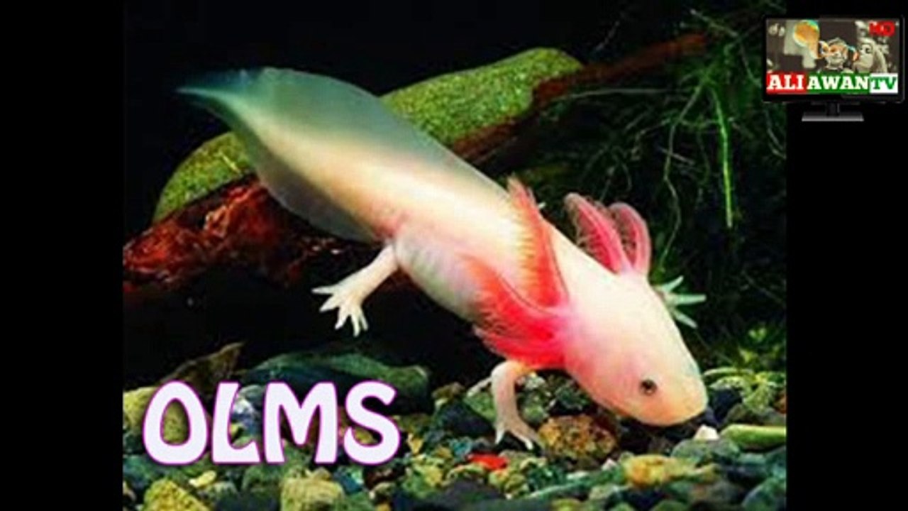 10 Most Unique Animals That Can Live Without Food for Months By ALI AWAN TV