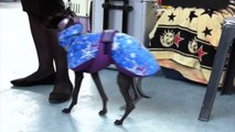 Εκατοντάδες διαφορετικές ράτσες σκύλων απ' όλο τον κόσμο στην Διεθνή Έκθεση Μορφολογίας Σκύλων στη Λαμία