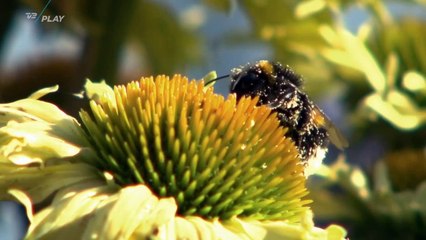 Kristina og frivilligt som storbonde ~ Hjem til Gården ~ 2019 ~ TV2 Danmark