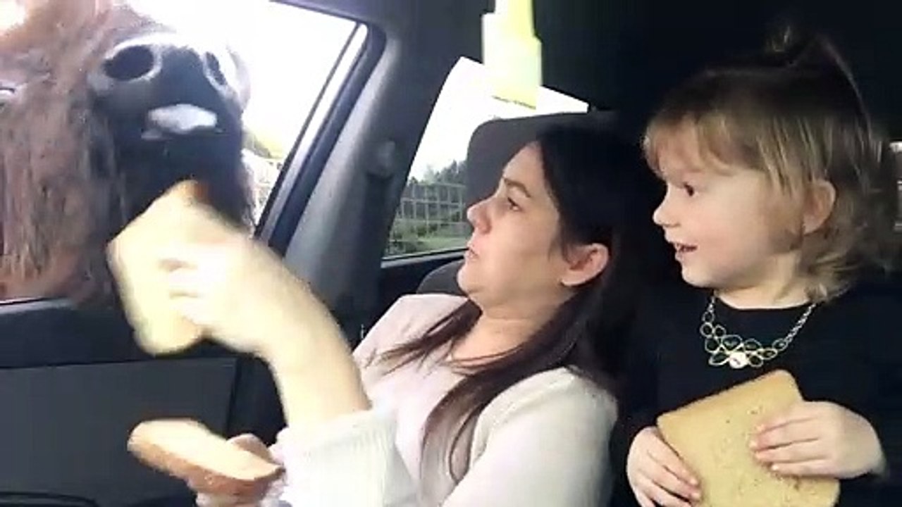 Un énorme buffle vient manger par la fenêtre de...