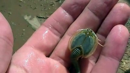 Download Video: Le triops, un animal préhistorique à la fois adorable et mystérieux