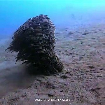 Laissez-vous hypnotiser par ce banc de poissons-chats rayés... magnifique