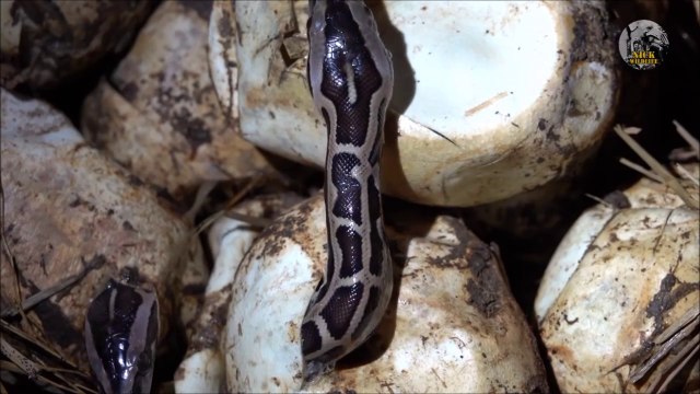 Assistez à la naissance de serpents qui sortent de l'oeuf