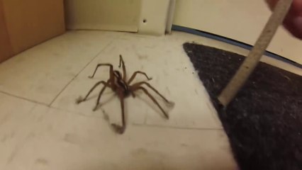 Il vient en aide à une araignée qui à de la colle sur les pattes