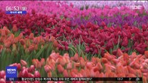 [이 시각 세계] 네덜란드 '튤립의 날'…20만 송이 '향연'