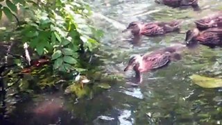 Ducks At Park