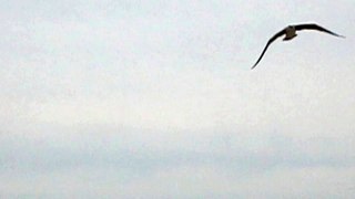 Seagull At Ocean Grove