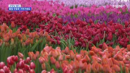 [굿모닝월드] 튤립 무료로 가져가세요