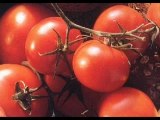 Les tomates : Edmond Tanière