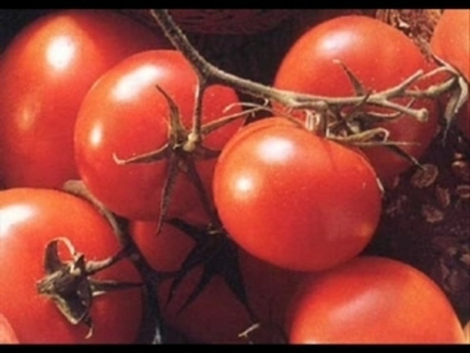 Les tomates : Edmond Tanière