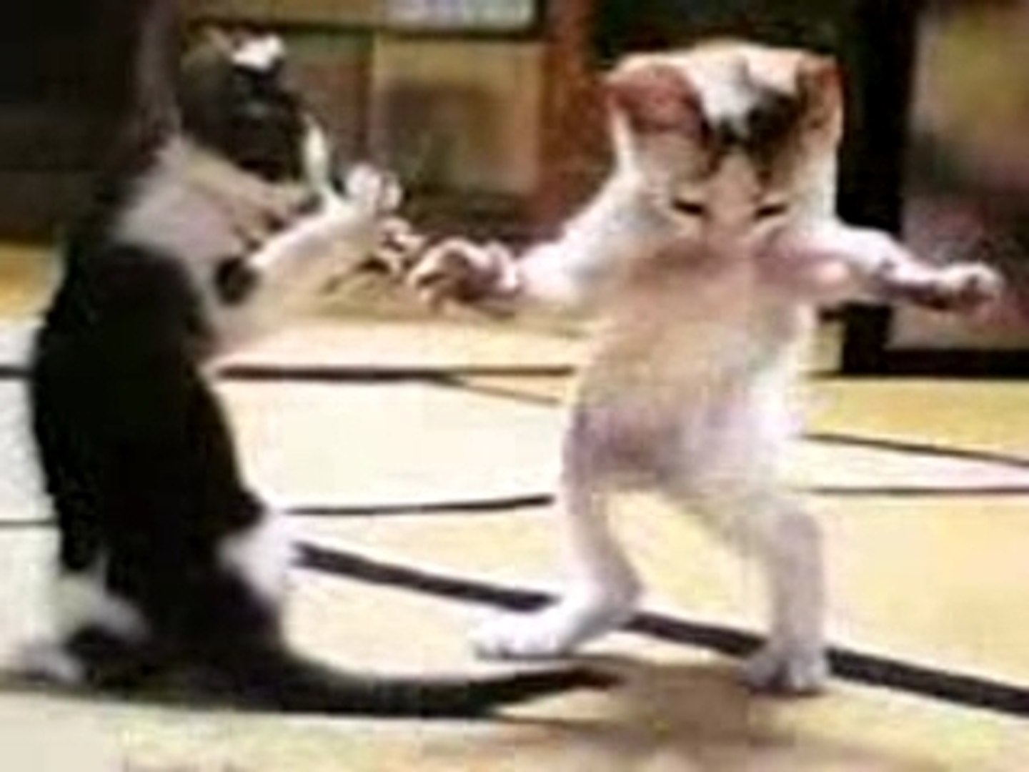 Le Chat Qui Danse