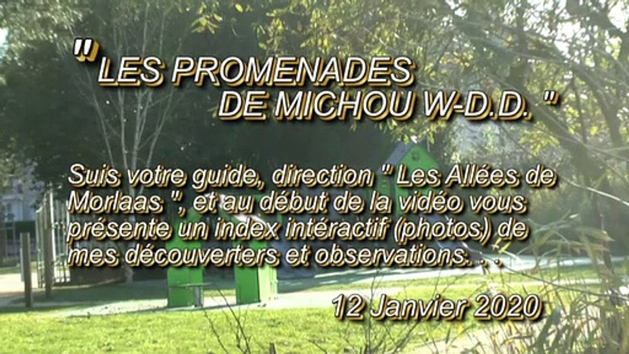 LES PROMENADES DE MICHOU W-D.D. - 12 JANVIER 2020 - PAU -  PROMENADE DOMINICALE AUX ALLÉES DE MORLAAS