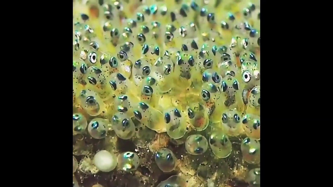 Cute baby animals Videos Compilation cute moment of the animals