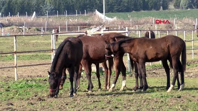 Hobi amaçlı kurduğu harada, şampiyonlar yetiştiriyor
