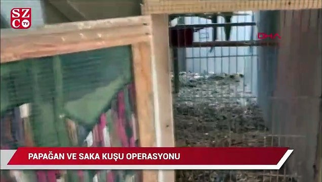 İstanbul'da papağan ve saka kuşu operasyonu