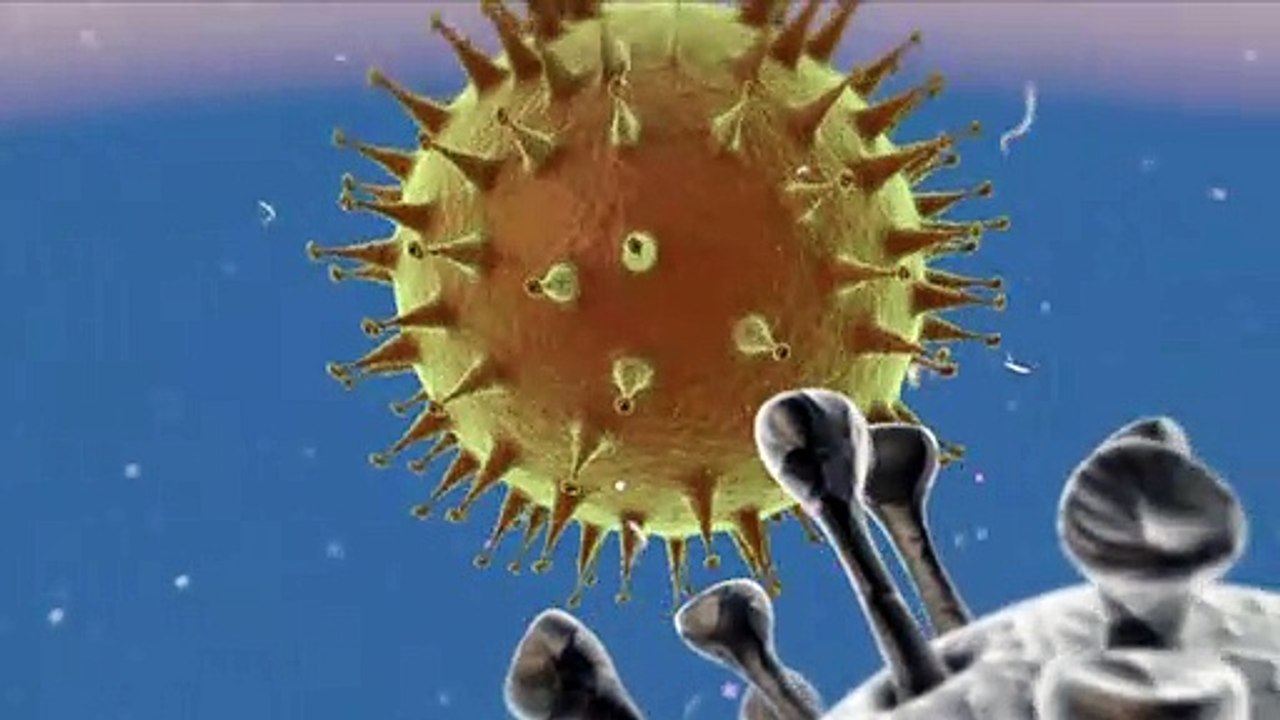 Videografik: Corona-Viren
